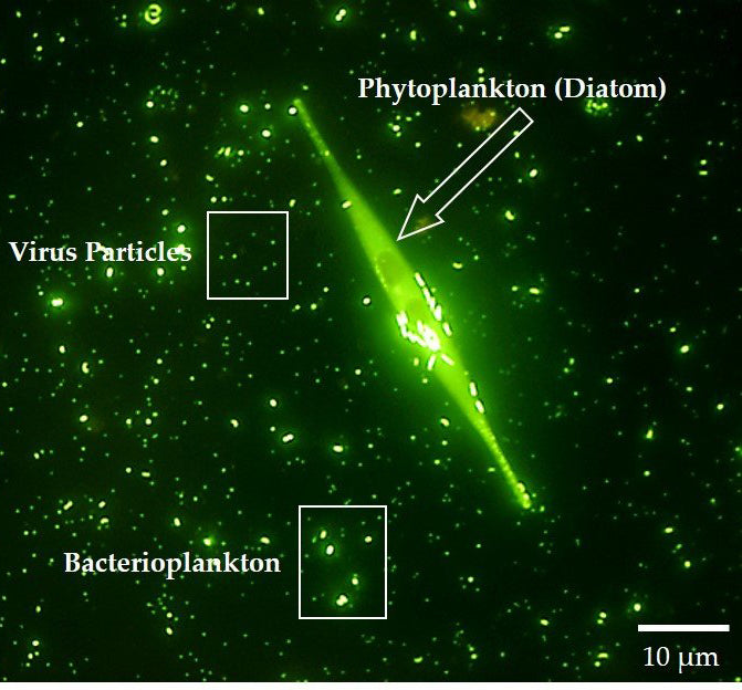 phytoplankton scale to bacterioplankton and virus