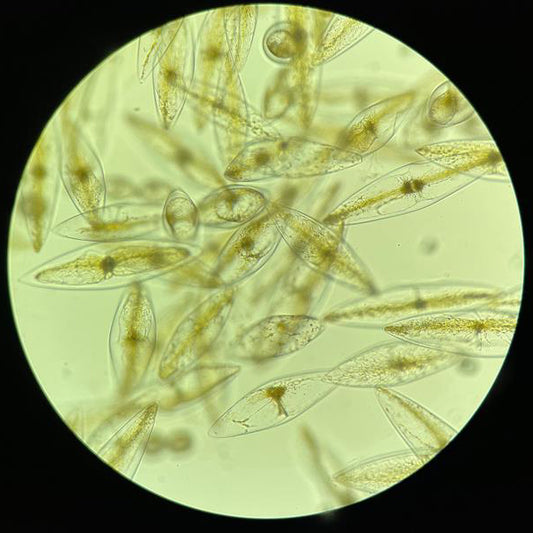 Microalgae: The Marvels of Asexual Reproduction and Immortal Cells