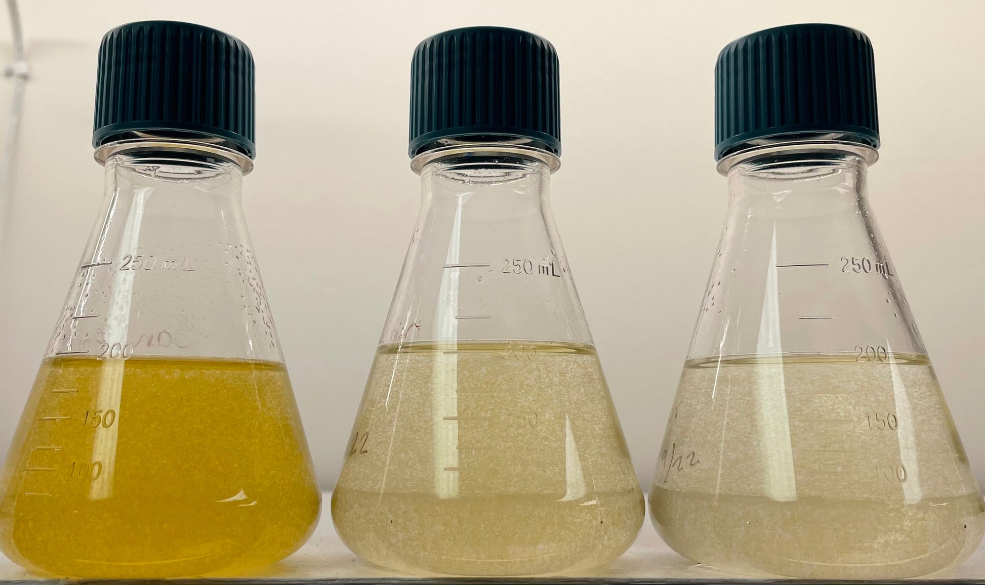 microalgae cultures in differnt growth phases