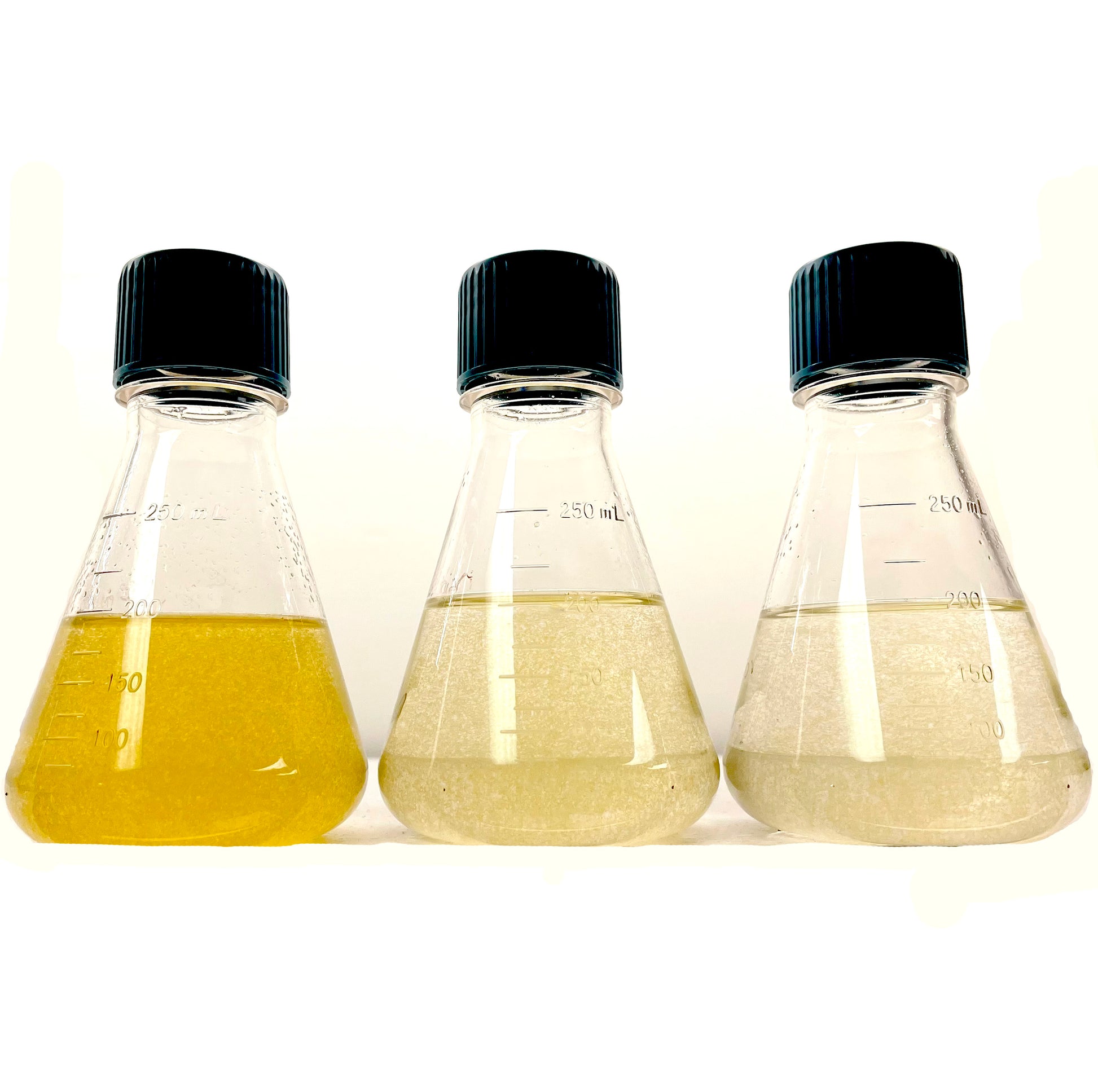Three microalgae cultures for all natrual PYRO face and body spray