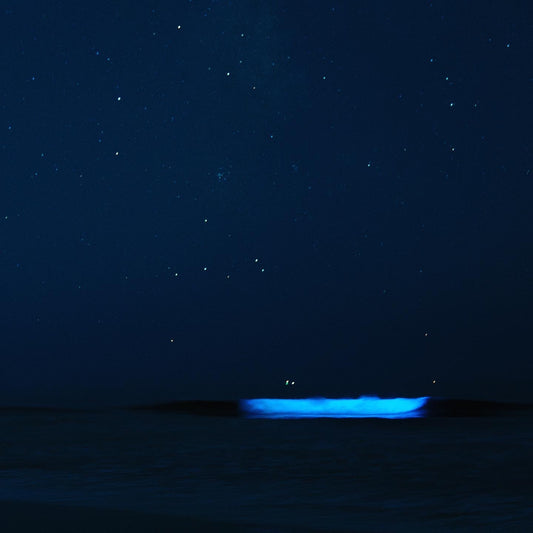The best locations to view marine bioluminescence in nature